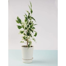 Çift Dal Alacalı Beyaz Benjamin 40-70cm 1 Adet Tüplü İç/ Dış Mekan Bitkisi
