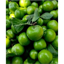 Erik Can Adet Papaz Sert Taze Yeşil5 Adet