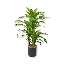 Dracaena Fragrans 3 Gövde Yapay Ağaç 160 Cm Gold Kemerli Beyaz 30x30 Saksı