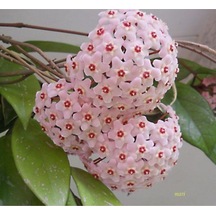 Serada Decor Plant Mum Çiçeği Fidanı 30 Cm Kokulu Pembe Renk