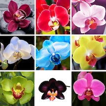 10 Adet Karışık Renk Orkide Tohumu + 10 Adet Lale Tohumu