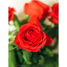 1. Kalite Özel Seri 3 Adet Chica Açık Kırmızı Gül 45-85cm Saksılı Chica Light Red Rose