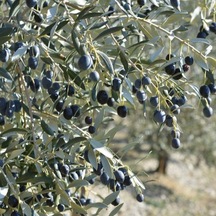 Tüplü Yabancı Menşei Yağlık Ve Sıkımlık Avustralya Ligurian Zeytini Fidanı