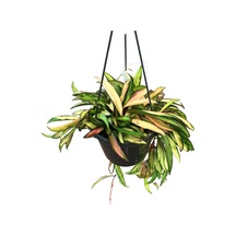 Hoya Wayetii 'tricolor' Mum Çiçeği Ø14 Cm Y25-30 Cm