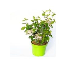 Viburnum Tinus - Yaprak Dökmeyen Kartopu Yeşil Saksıda 2 Adet