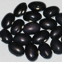 Geleneksel Grandma Ginas Fasulye Tohumu 10 Tohum