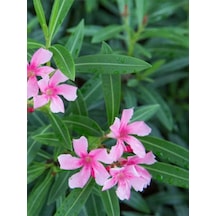 Videolu Pembe Zakkum Fidanı Saksılı 40-65 Cm Saksılı Çiçekli Bodur Bitkiler Oleander