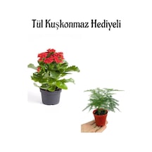 Öğretmenler Gününe Özel Hediyelik Kırmızı Renk Kalanşo Çiçeği Tül Kuşkonmaz