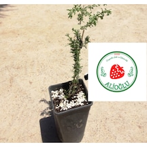 3 Adet Siyah Renkli Goji Berry Fidanı