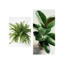 Aşk Merdiveni Fujer Askılı Saksıda/kauçuk 60-70 Cm 2'li Set Salon Ofis Bitkileri