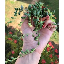 Senecio Rowleyanus - Boncuk Yapılı Tesbih Çiçeği