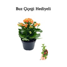 Kadınlar Gününe Özel Turuncu Renk Kalanşo-emel Hanım Çiçeği Buz Çiçeği Hediyeli
