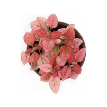 Kırmızı Çilli Yaprak Çiçeği Hostes Çiçeği Hipoestes Phyllostachya 10-20 Cm