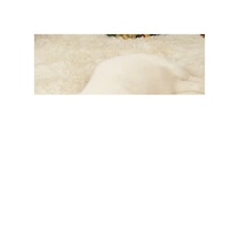 Yılbaşı Konseptli Hışırtılı Bez Kedi Oyuncağı Diğer