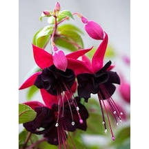 15 Adet Nadir Siyah Küpeli Çiçek Tohumu Saksı Toprak