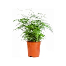 Tül Çiçeği Asparagus Setaceus 1 Adet Saksılı 10-30cm Salon Çiçeği
