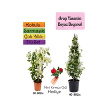 Kokulu Arap Yasemini+beyaz Begonvil+mini Gül 3'lü Bahçe Seti