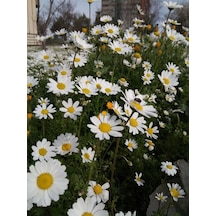 Papatya(Yoğurt Çiçeği) – Matricaria Chamomilla - 10 adet