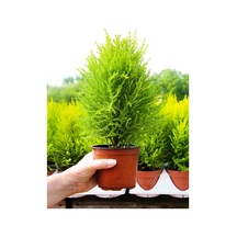 Videolu Ithal Limon Servi 1 Adet Saksılı/ Tüplü 30-50 Cm Dış Mekan Bitkisi Cupressus