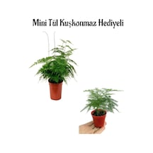 Tül Kuşkonmaz Çiçeği Anneler Gününe Özel Mini Tül Kuşkonmaz