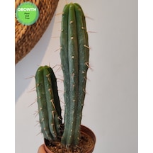 Trichocereus Bridgesii Bolivya Kaktüsü 1 Adet
