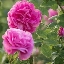 Videolu Reçellik Yediveren Isparta Gül Fidanı 30 60 Cm 1 Adet Tüplü Aşılı Gül Rose İstichous Rose