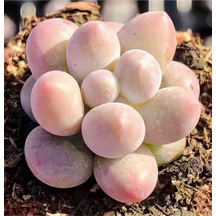 10 Adet New Pachyphytum Tangyuan Tohumu