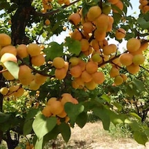 4 Yaş Aşılı Tyrinthe Tirintine Kayısı Fidanı. Saksıda