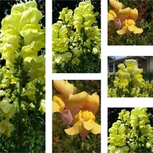 Videolu 10'lu Sarı Aslanağzı Çiçeği Fidanı 5-15 Cm Tüplü Çiçekli Bodur Antirrhinum Majus