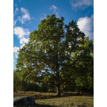 Favori Ürün Çınar Ağacı Fidanı Doğu Çınarı 80 90 Cm 4 Adet Tüplü Dış Mekan Platanus Orientalis