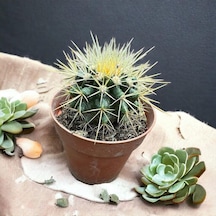 Echinocactus Grusonii - Altın Fıçı Kaktüsü 8 Lik Saksıda