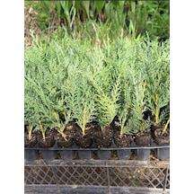Mini Potta Leylandi Fidanı 10 25 Cm 20 Adet Viyolde Min Boy Cupressus Leylandii
