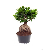 Bonsai Bitkisi Sevgililer Gününe Özel Tül Kuşkonmaz