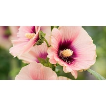 Gülhatmi Alcea Rosea 3 Adet