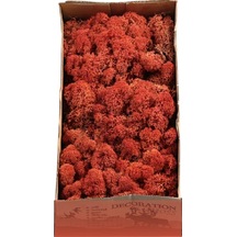 Reindeer Moss Siena Şoklanmış Norveç Yosunu 250gr