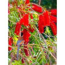 Videolu Fırça Çalısı Çiçeği 30 60 Cm 2 Adet Dolgun Formlu Dış Mekan Bitkisi Callistemon Laevis
