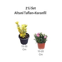 2'li Set Altuni Taflan Fidanı + Pembe Karanfil Çiçeği Dış Mekan Bitkisi