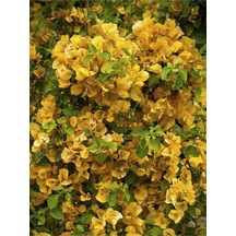 Serada Decor Plant Sarı Sarılıcı Begonvil Çiçeği Fidanı 80cm