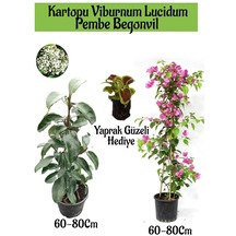 Kartopu Viburnum 1 Adet+pembe Begonvil 1 Adet+yaprak Güzeli Hediye Bahçe Bitkisi