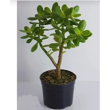Bonsai Crassula Ovata Para Ağacı