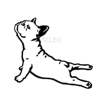 Bulldog Fransa Hayvan Araba Çıkartmaları Sticker