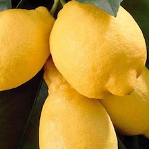 Tüplü Aşılı Lamas Limon 2 Yaş Boy 90-110 Cm