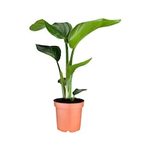 Starliçe Nicolai Cennet Kuşu Saksılı 20-40 Cm İç Mekan Çiçeği
