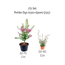 Pembe Oya Ağacı Fidanı+ Gaura Çiçeği 2'li Set Dış Mekan Bitkisi