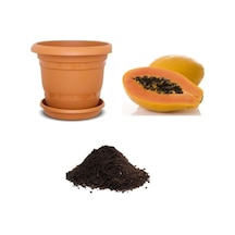 Tropikal Papaya Meyvesi Tohumu Ekim Seti