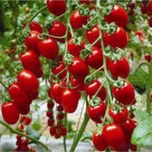 500 Adet Tohum Organik Köy Cherry Çeri Domates Tohumu Saksı Toprak Hediye