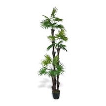 Yapay Ağaç Palmiye Fanpalm 3katlı 24yaprak Siyah Plastik Saksıda 165 65cm