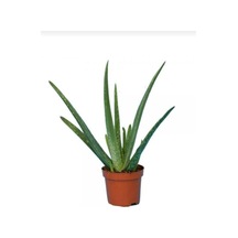 Canlı Aloevera Bitkisi 15 Cm