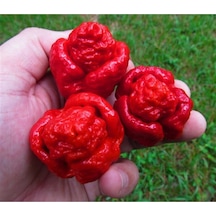 Trınıdat Moruga Scorpıon Tohumu