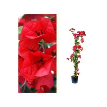 Serada Decor Plant Sarmaşık Begonvil Sarmaşık Kırmızı Renk - Kırmızı Bougainvillea Alexandra